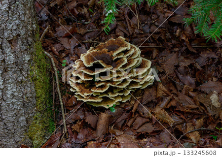 森の中に生える野生のキノコのマクロ写真 133245608