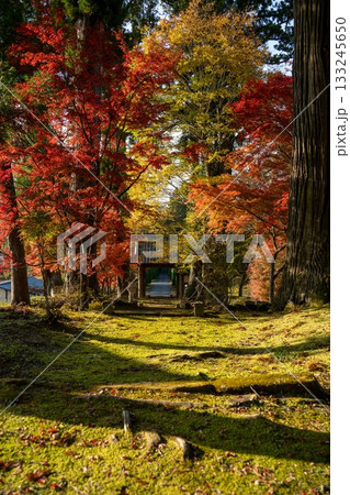 茨城県大子町　慈雲寺の紅葉 133245650