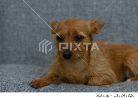 Charming small dog resting on a cozy gray couch in a serene indoor setting during a quiet afternoon Charming small dog resting on a cozy gray couch in a serene indoor setting during a quiet afternoon 133245820