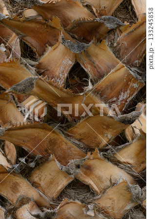 Exploring the intricate textures and patterns of a pine cone in detailed close-up shot during late afternoon sunlight Exploring the intricate textures and patterns of a pine cone in detailed close-up shot during late afternoon sunlight 133245858