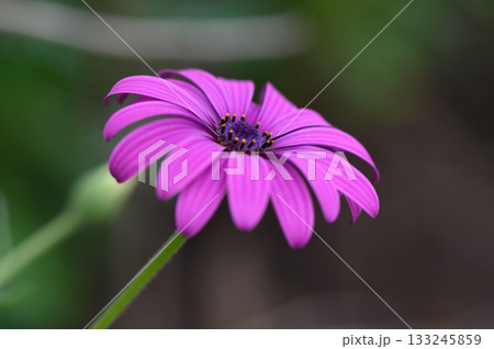 Vibrant purple flower blooming in a lush garden setting during the warm afternoon sunlight Vibrant purple flower blooming in a lush garden setting during the warm afternoon sunlight 133245859