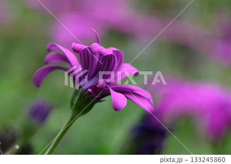 Purple wildflower blooms gracefully in a sunny meadow, showcasing intricate petals under a clear blue sky in springtime 133245860