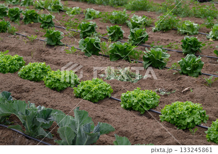 Lush green lettuce and cabbage thrive in a well-tended garden under the warm sun, showcasing the beauty of fresh growth in springtime 133245861