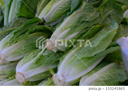 Fresh romaine lettuce stacked neatly at a local market, showcasing vibrant greens under warm sunlight Fresh romaine lettuce stacked neatly at a local market, showcasing vibrant greens under warm sunlight 133245863