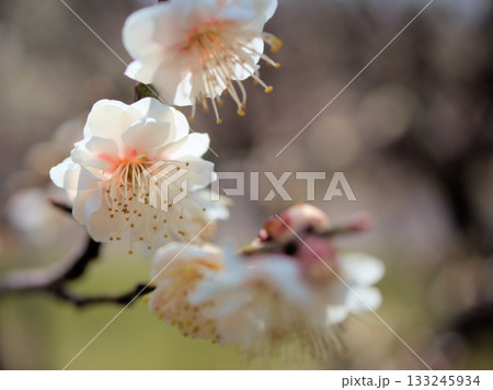 3月に美しく咲いた白い梅 3月に美しく咲いた白い梅 133245934