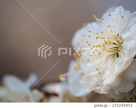 3月に美しく咲いた白い梅 3月に美しく咲いた白い梅 133245952