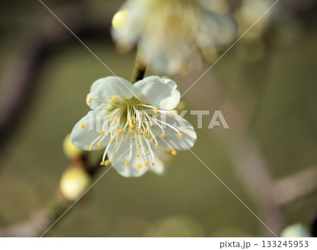3月に美しく咲いた白い梅 133245953