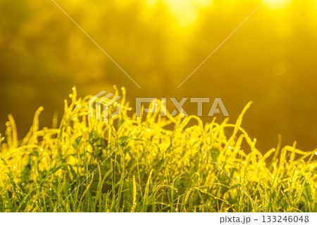 Plant grass wet with dew on meadow field at sunrise 133246048
