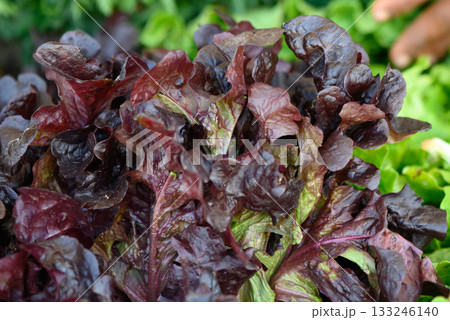Freshly harvested red leaf lettuce showcasing vibrant colors at a local farmer's market in early morning light 133246140