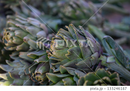 Freshly harvested artichokes resting under soft sunlight in a vibrant green field Freshly harvested artichokes resting under soft sunlight in a vibrant green field 133246187