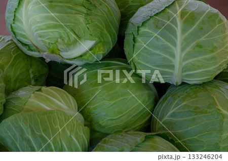 Fresh green cabbages piled high at a local market in early morning light 133246204