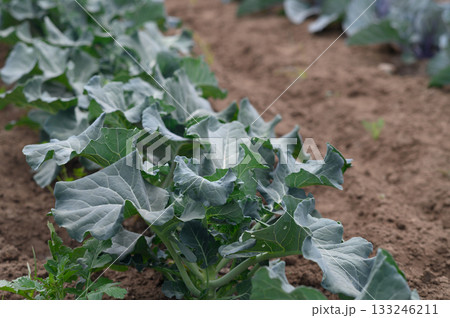 Broccoli plants thriving in sunlight on a vibrant farm during the early morning hours of spring Broccoli plants thriving in sunlight on a vibrant farm during the early morning hours of spring 133246211