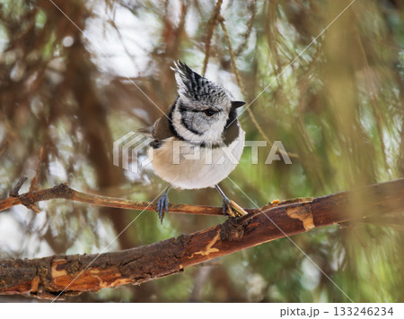 Crested Tit Bird Perched on Branch. Crested Tit or Lophophanes cristatus perched on pine tree branch in coniferous forest. Crested Tit is the only small bird in Europe with a crest Crested Tit Bird Perched on Branch. Crested Tit or Lophophanes cristatus perched on pine tree branch in coniferous forest. Crested Tit is the only small bird in Europe with a crest 133246234