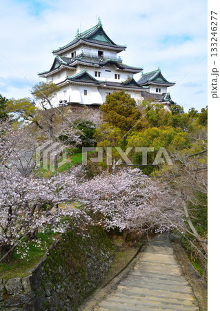 春　和歌山城　 133246277