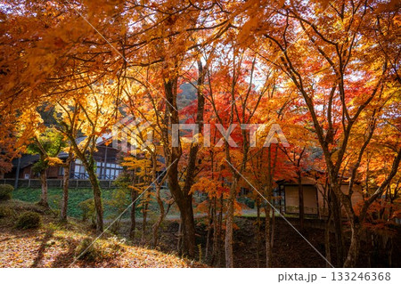 矢祭山公園の紅葉 133246368