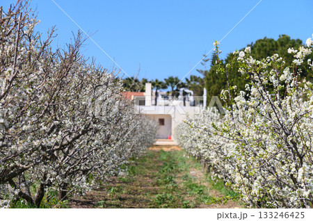 Blooming pear trees create a stunning path leading to a distant farmhouse under a bright blue sky 133246425