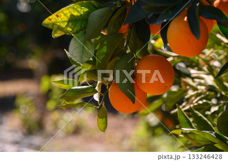 Bright oranges hanging from vibrant trees in a sunny orchard during an autumn afternoon harvest Bright oranges hanging from vibrant trees in a sunny orchard during an autumn afternoon harvest 133246428
