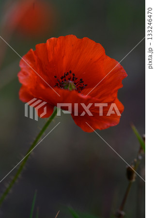 Vivid red poppy blooms gracefully under the soft light of a sunset landscape Vivid red poppy blooms gracefully under the soft light of a sunset landscape 133246470