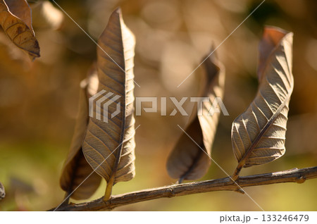 Dried leaves dance gently under warm sunlight in an autumn garden 133246479