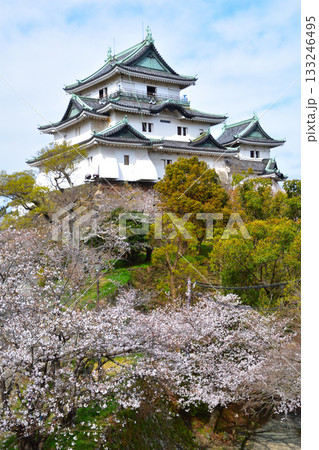 春　和歌山城　 133246495