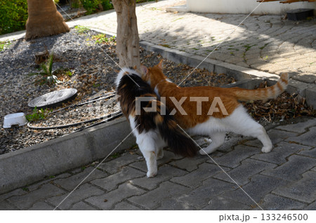 Two playful cats explore a sunny garden path during a warm afternoon in a serene neighborhood Two playful cats explore a sunny garden path during a warm afternoon in a serene neighborhood 133246500