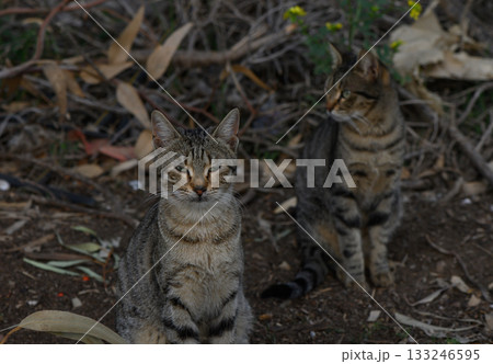 Stray cats resting in a serene garden surrounded by wildflowers during a peaceful afternoon Stray cats resting in a serene garden surrounded by wildflowers during a peaceful afternoon 133246595