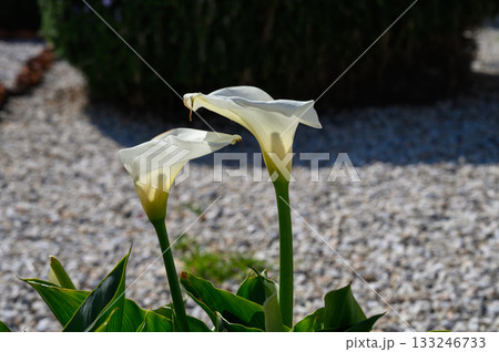 Elegant calla lilies bloom under a bright sun in a serene garden setting Elegant calla lilies bloom under a bright sun in a serene garden setting 133246733
