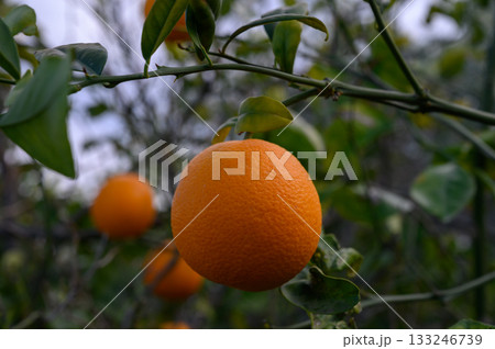 Vibrant orange fruit hanging on a branch in a lush outdoor orchard during twilight hours 133246739