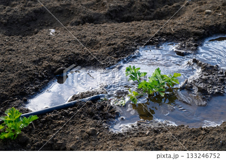 Gardener nurtures seedling in muddy field under bright sunlight during early spring Gardener nurtures seedling in muddy field under bright sunlight during early spring 133246752