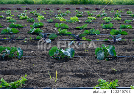 Growing vibrant greens in a field under the clear blue sky during midday Growing vibrant greens in a field under the clear blue sky during midday 133246768