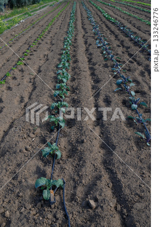 Rows of vibrant vegetable plants thriving under the clear sky in a rural farm setting Rows of vibrant vegetable plants thriving under the clear sky in a rural farm setting 133246776