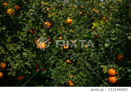 Lush orange grove filled with ripe fruits under the bright sun on a clear day in mid-autumn Lush orange grove filled with ripe fruits under the bright sun on a clear day in mid-autumn 133246802