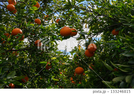 Vibrant orange trees flourish under a clear blue sky in an idyllic orchard setting Vibrant orange trees flourish under a clear blue sky in an idyllic orchard setting 133246815