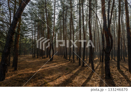 Sunlight filters through towering pine trees in serene forest landscape at dawn 133246870