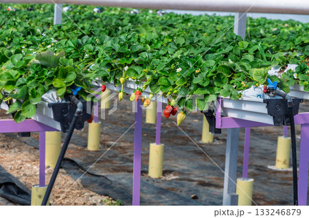 Growing a vibrant strawberry farm in a sunny greenhouse during the peak of summer harvest season 133246879