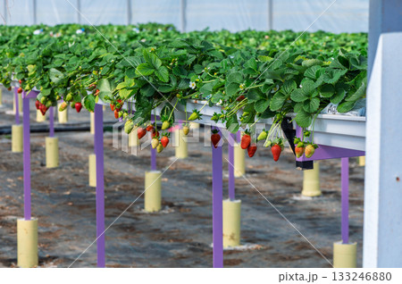 Strawberry plants flourishing under a greenhouse in late spring with vibrant fruit ready for harvest Strawberry plants flourishing under a greenhouse in late spring with vibrant fruit ready for harvest 133246880