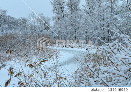 Winter wonderland path weaving through a snowy forest under a soft gray sky 133246920