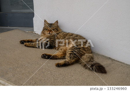 Feline companion enjoying a sunny afternoon on a warm pavement in a quiet urban setting Feline companion enjoying a sunny afternoon on a warm pavement in a quiet urban setting 133246960