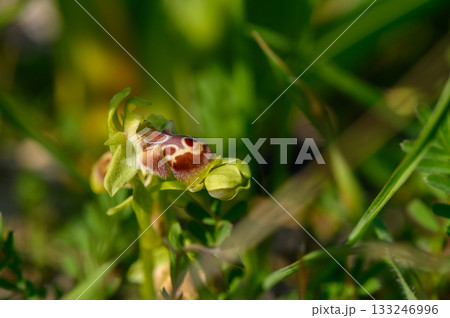 Beautiful bloom of a unique orchid emerges among lush green grasses in the sunlight Beautiful bloom of a unique orchid emerges among lush green grasses in the sunlight 133246996