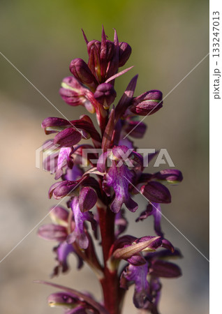 Beautiful purple wildflower stands proudly in a field under gentle sunlight in early spring 133247013