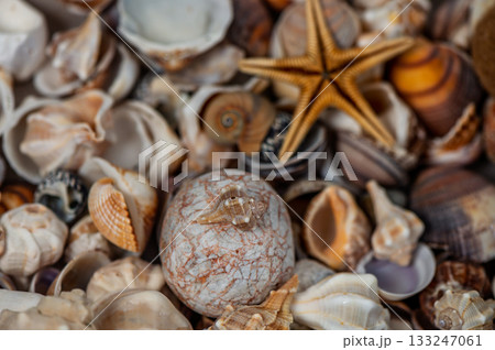 Exploring a vibrant collection of diverse seashells and starfish on a sandy beach at sunset 133247061