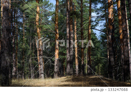 Sunlight filters through towering pine trees in a serene forest landscape during Sunlight filters through towering pine trees in a serene forest landscape during 133247088