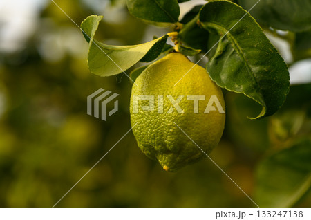 Fresh lemon hanging from a vibrant tree branch in a sunny orchard during late afternoon light 133247138