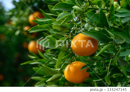 Vibrant oranges hanging from lush green branches in a sunlit grove during the harvest season 133247145