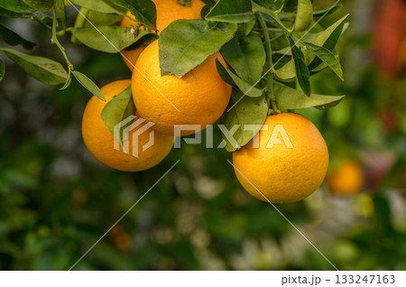Bright oranges hang from lush green branches in a sunny orchard filled with vibrant colors 133247163