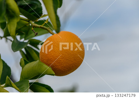 Ripening orange hangs delicately from its vibrant tree branch under a cloudy sky in a lush orchard 133247179
