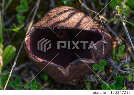 Mysterious mushroom capsule emerges from the forest floor revealing its hidden secrets in a sunlit grove 133247215