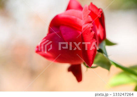 Red Rose Bud on Blurred Background Red Rose Bud on Blurred Background 133247264