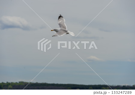Silver seagull flying over the Dnieper River Silver seagull flying over the Dnieper River 133247289