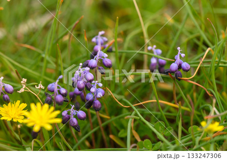 Beautiful purple flowers bloom among vibrant green grass during a sunny spring afternoon 133247306